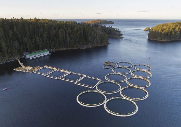 VALAAM REINVIGORATING TRADITION OF OLD VALAAM WITH NEW TROUT FARM