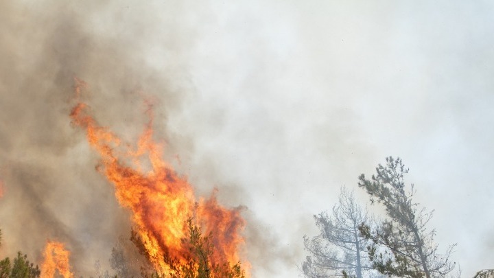 Πυρκαγιά σε δασική έκταση στο Λασίθι